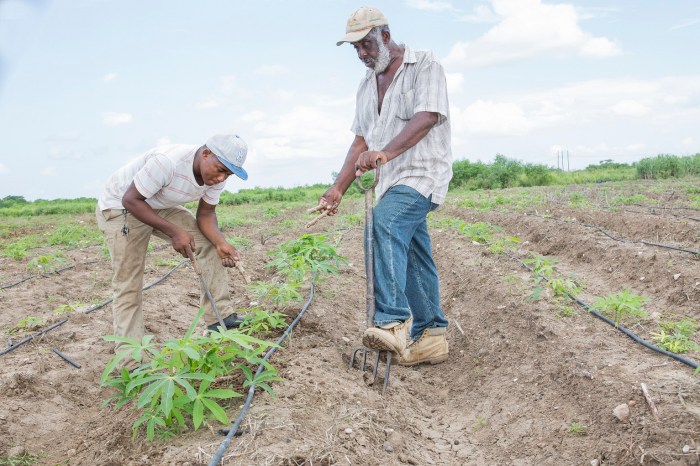 Jamaica, Red Stripe, Red Stripe Beer, Project Grow, PR, Press Release, Blog, 13thStreetPromotions, 13thStreetPromo, Farming, Cassava