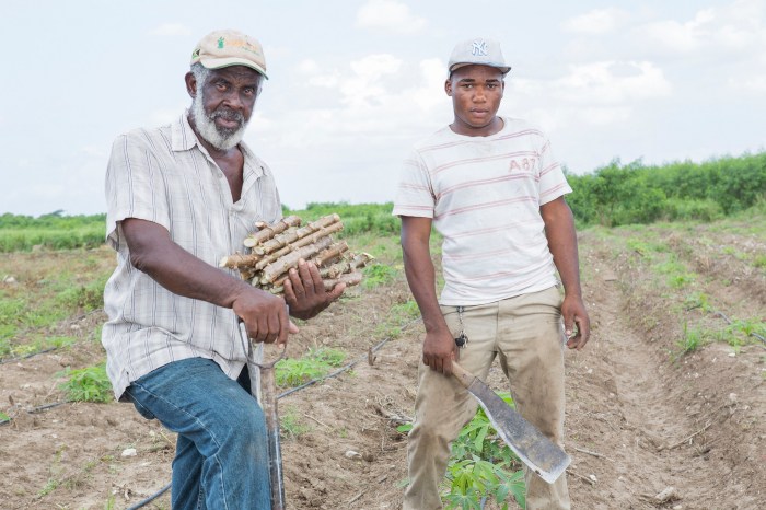 Jamaica, Red Stripe, Red Stripe Beer, Project Grow, PR, Press Release, Blog, 13thStreetPromotions, 13thStreetPromo, Farming, Cassava