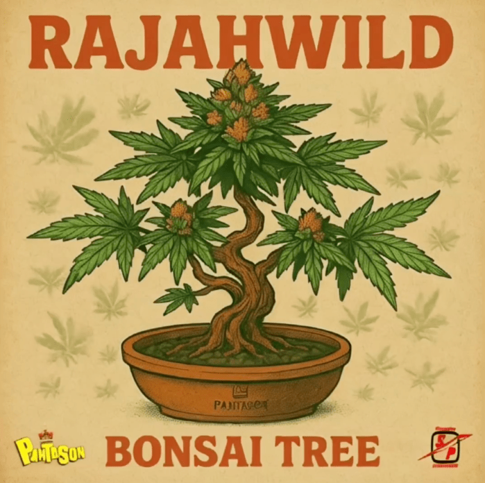 Rajahwild "Bonsai Tree" on 13thStreetPromotions.com #Jamaica #Dancehall #Music #13thStreetPromotions #Rajahwild #Pantason #BonsaiTree #Stoner #Weed #Marijuana #Caribbean